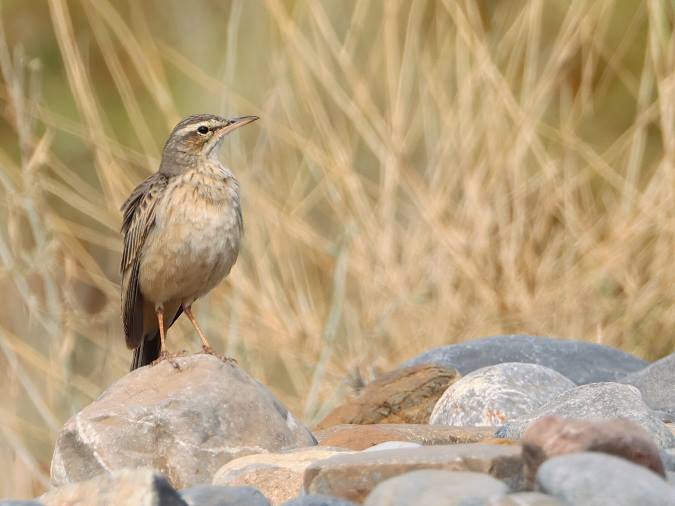 Langsnavelpieper (Long-billed Pipit)